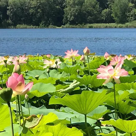 Water Lily Apartment *