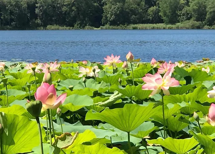 Water Lily Apartment *